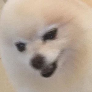 Meet your Posher, Albertchauwithapow